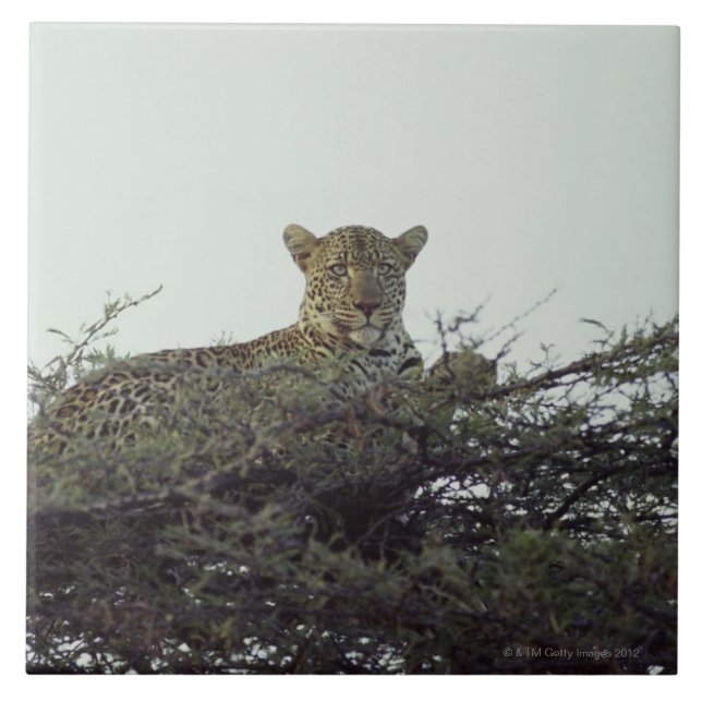 Carreau Léopard africain (Devant)