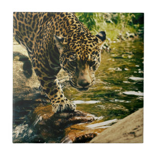 Carreau Leopard Crossing a Stream Photographie