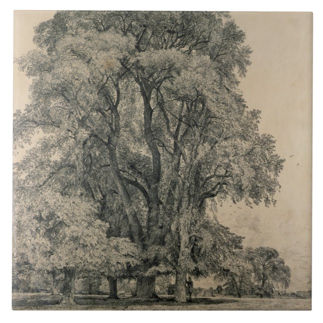 Carreau Les arbres d'orme dans vieux Hall se garent, (Devant)