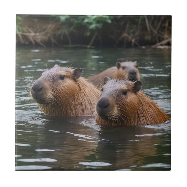 Carreau Les capybaras nagent dans la rivière,  (Devant)