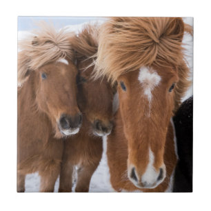 Carreau Les chevaux islandais se frottent le nez, Islande