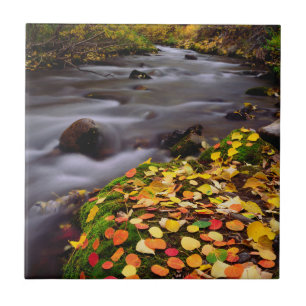 Carreau Les couleurs d'automne le long de McGee Creek