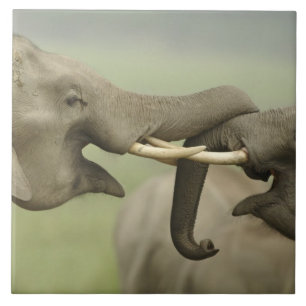 Carreau Les éléphants d'Asie indienne jouent à la lutte