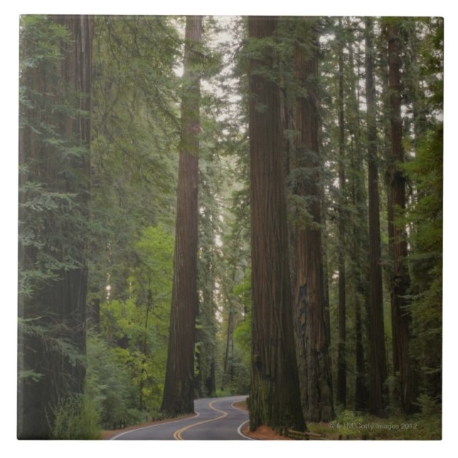 Carreau Les Etats-Unis, la Californie, route par la forêt (Devant)