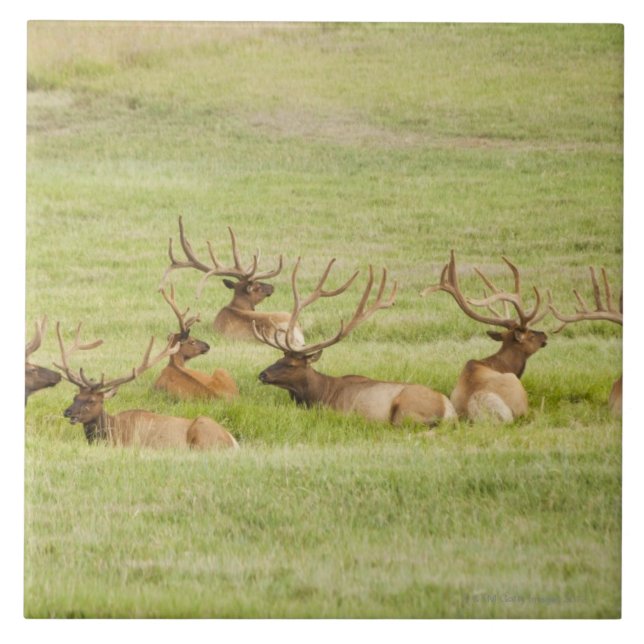 Carreau Les Etats-Unis, Utah, groupe d'élans de taureau (Devant)