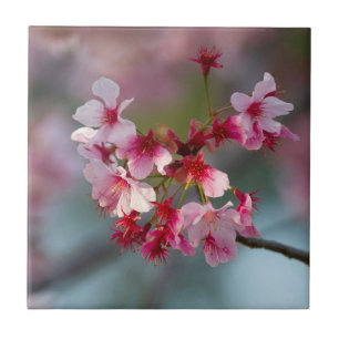 Carreau Les fleurs de cerisiers en fleurs