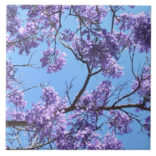Carreau Les fleurs de Jacaranda