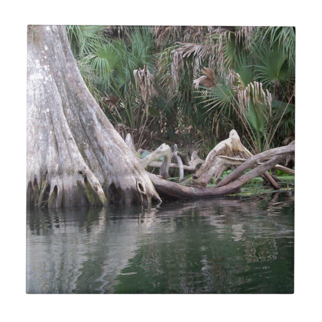 Carreau Les genoux de cyprès réfléchis (Devant)