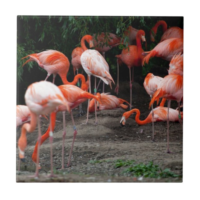 Carreau Les oiseaux de plage tropicaux Flamants roses de d (Devant)