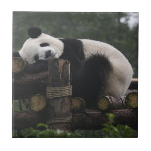 Carreau Les pandas géants au Centre de protection des pand