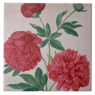 Carreau Les pivoines, plaquent 46 du Florilegium de Nassau