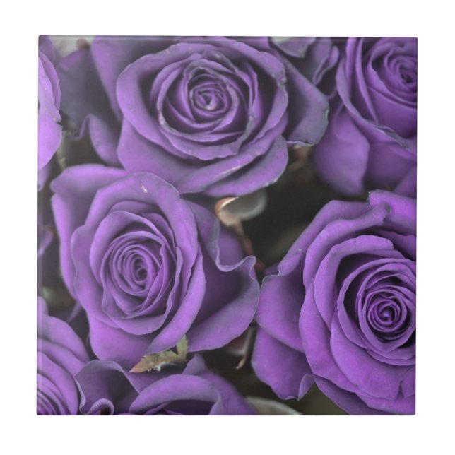 Carreau les roses de rose de pourpre de bouquet datent le (Devant)