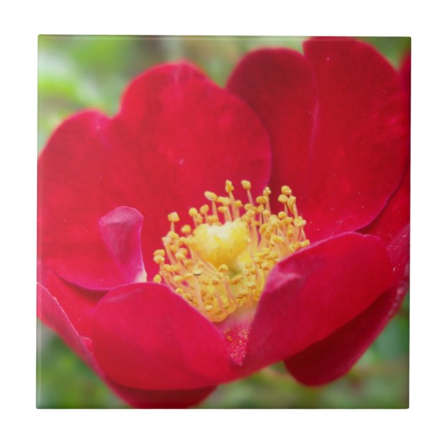 Carreau Les roses Sont Carrelage Décor Rouge (Devant)