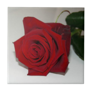 Carreau Les roses Sont Carrelés Rouge
