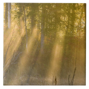 Carreau Levée de soleil de Foggy dans la région de Tamar