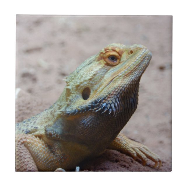 Carreau Lézard (Devant)