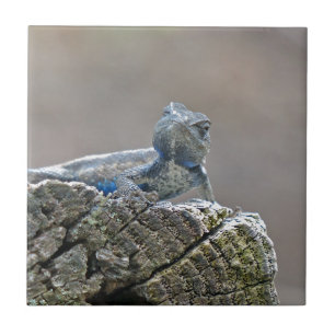 Carreau Lézard d'alligator bleu de ventre