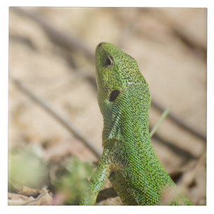 Carreau Lézard vert