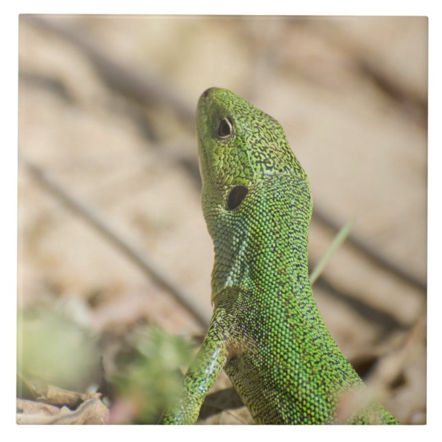 Carreau Lézard vert (Devant)