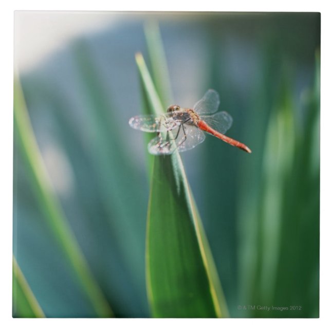 Carreau Libellule (Devant)