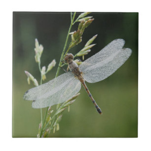 Carreau Libellule Darner couverte de rosée