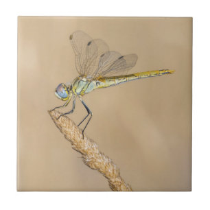 Carreau Libellule Skimmer Insecte Femelle (CC BY 4.0)