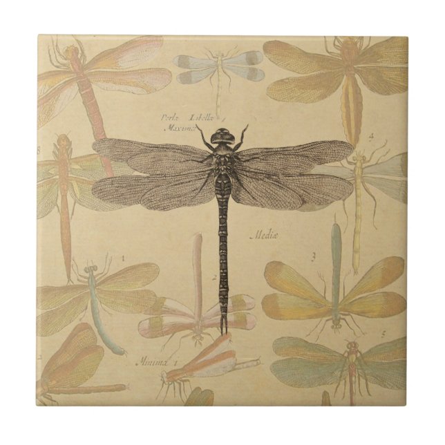 Carreau Libellule Vintage Antique Classique Nature (Devant)