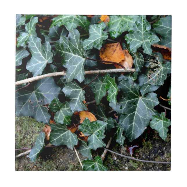 Carreau Lierre et pierre de champ (Devant)