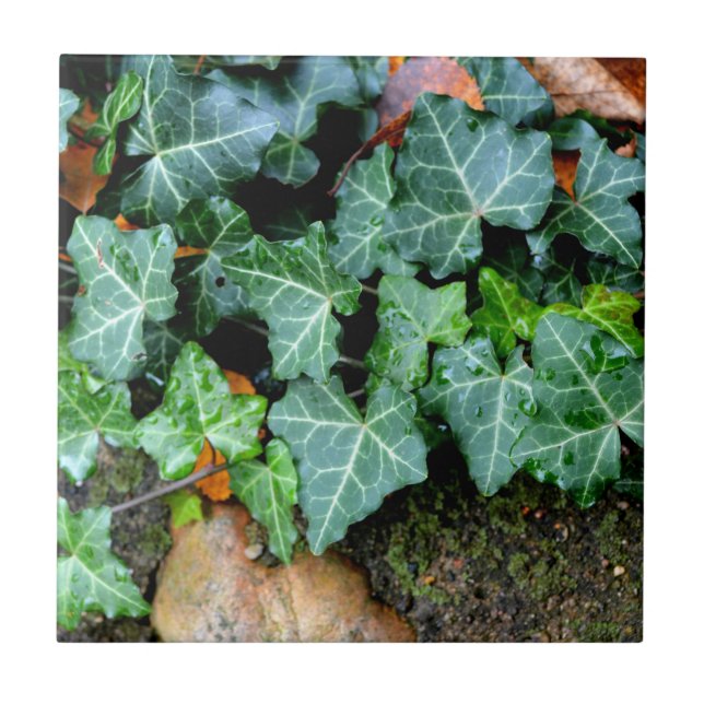 Carreau Lierre vert classique et pierre de campagne (Devant)