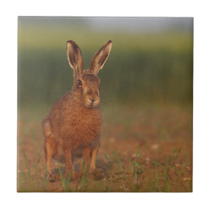Carreau Lièvres de Harriet