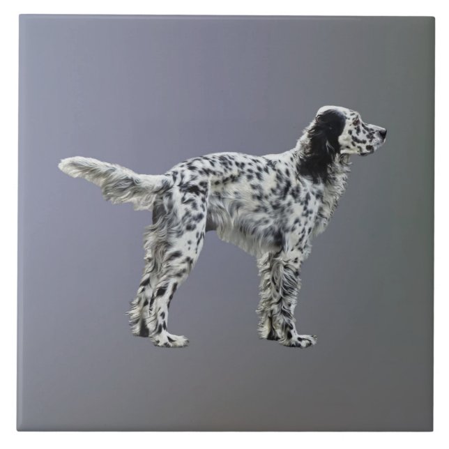 Carreau Liewellin Setter (Devant)