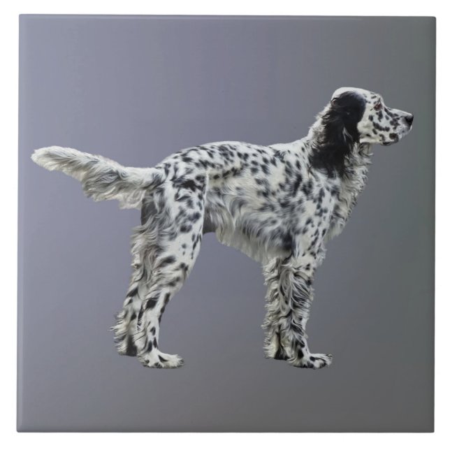 Carreau Liewellin Setter (Devant)