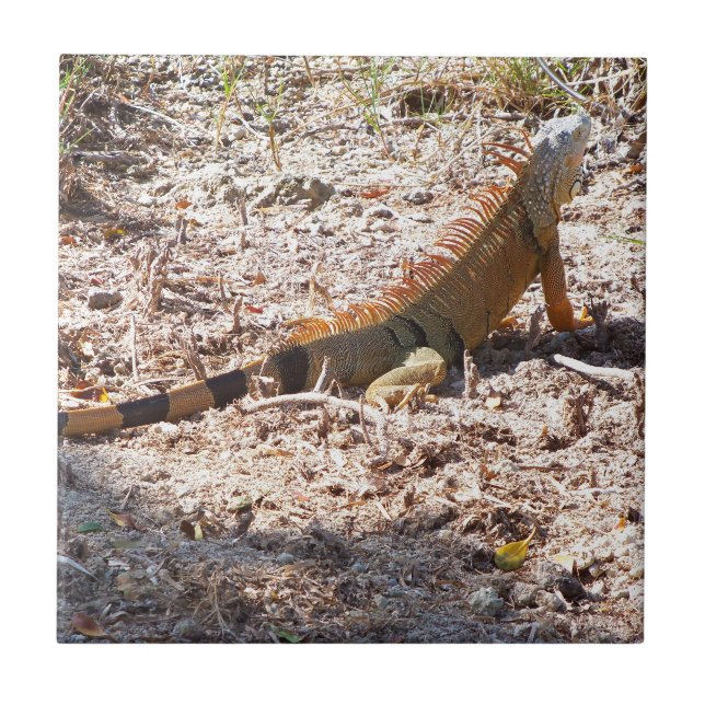 Carreau L'iguane orange chasse (Devant)