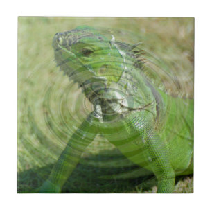 Carreau L'iguane vert