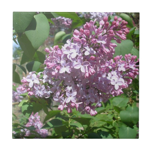 Carreau Lilacs (Devant)