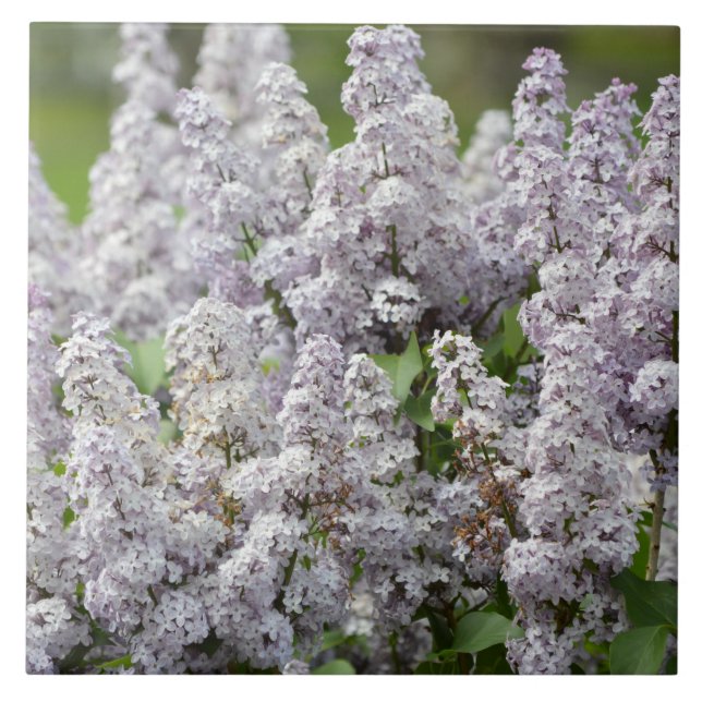 Carreau Lilas (Devant)