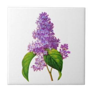 Carreau Lilas de Redoute