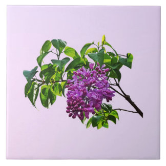 Carreau Lilas en début de floraison