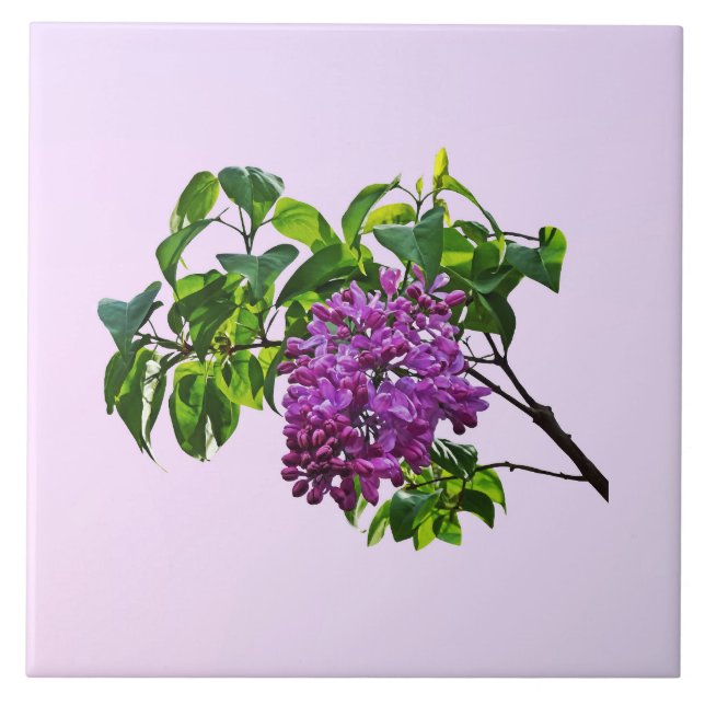 Carreau Lilas en début de floraison (Devant)