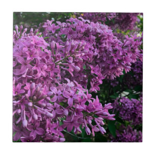 Carreau lilas rose violet   photo florale rose romantique