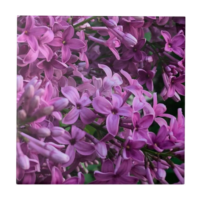 Carreau lilas rose violet | photo florale rose romantique (Devant)