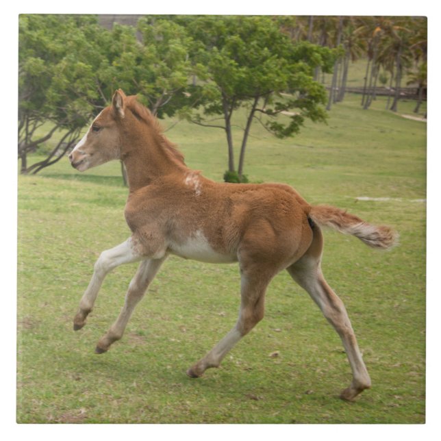 Carreau L'île de Pâques aka Rapa Nui (Devant)
