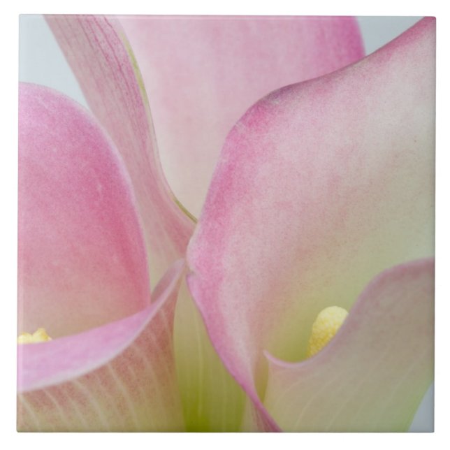 Carreau Lilies calla roses (Devant)
