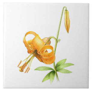 Carreau Lilium Orange Sauvage Fleur Art Botanique