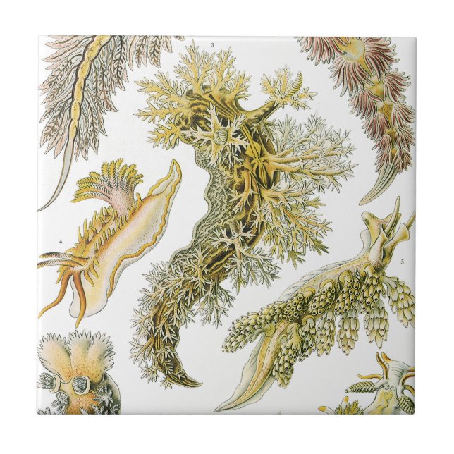 Carreau Limaces de mer, escargots par Ernst Haeckel, Anima (Devant)