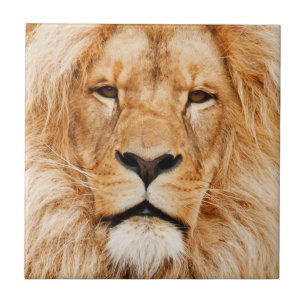 Carreau Lion