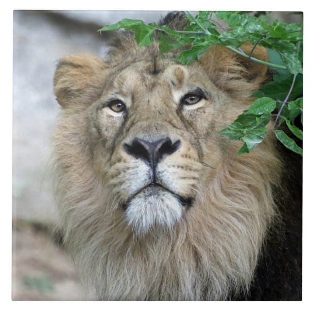 Carreau Lion 002 (Devant)