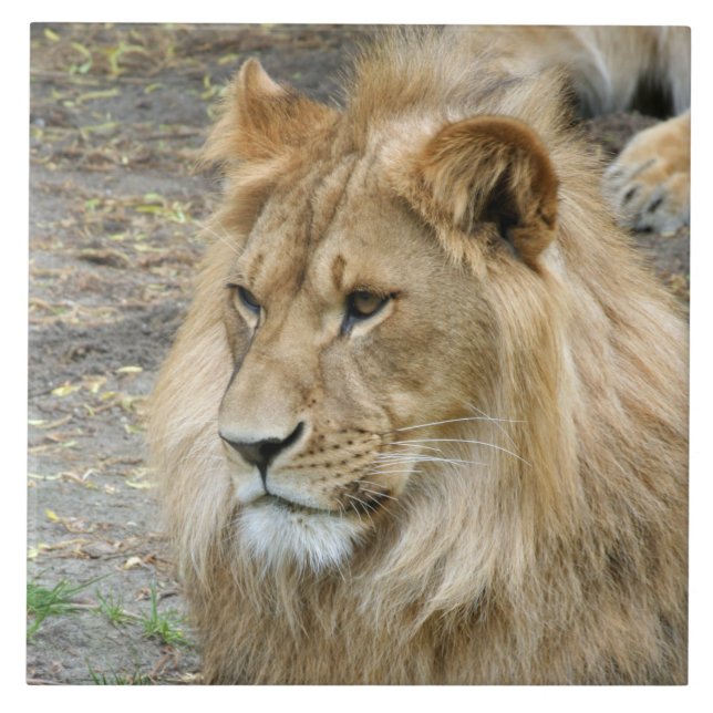 Carreau Lion 011 (Devant)