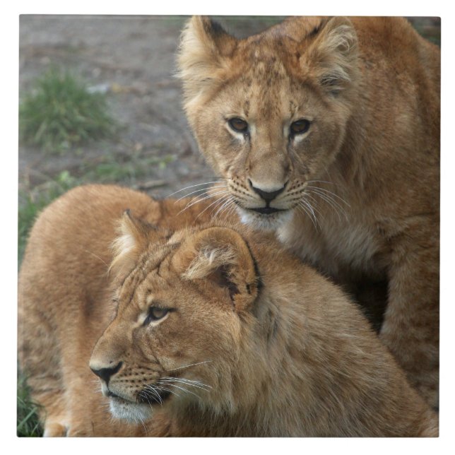 Carreau Lion 033 (Devant)