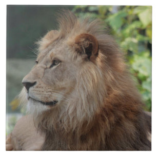 Carreau Lion 035
